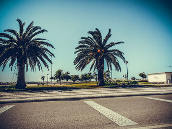 Palm trees by road against sky in city