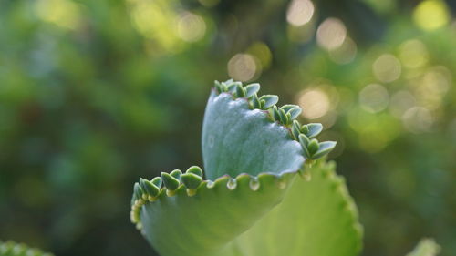 Close-up of flowering plant