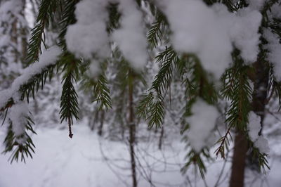 Close-up of pine tree during winter