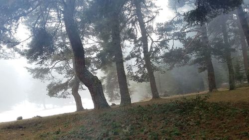 Trees in forest against sky