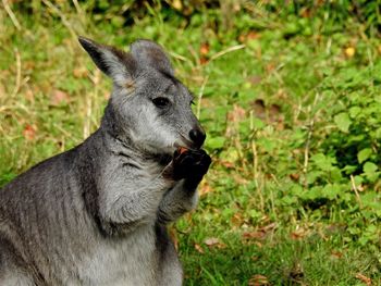 Portrait of gorilla on field