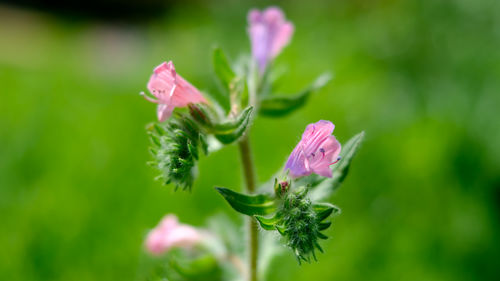 Close-up of pink flowering plant