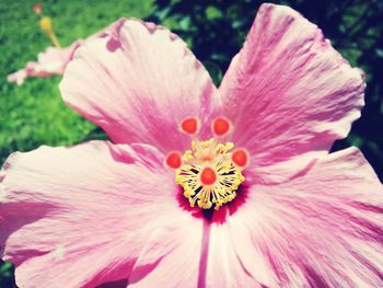 Close-up of pink flower