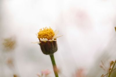 Close-up of flowering plant