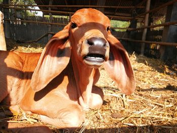 Close-up of a horse