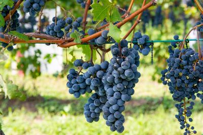 Grapes growing in vineyard