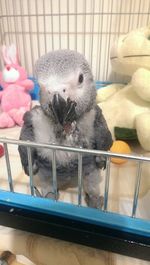 Close-up of parrot in cage