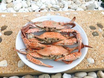 High angle view of crabs in plate at beach