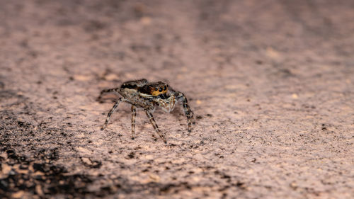 Close-up of spider