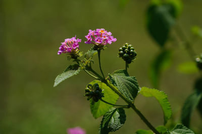 Close-up of flowering plant