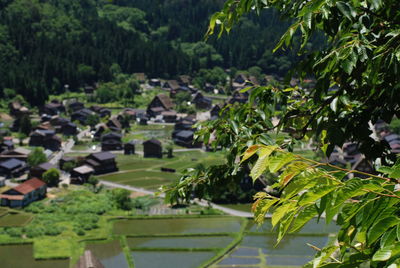 High angle view of trees and buildings