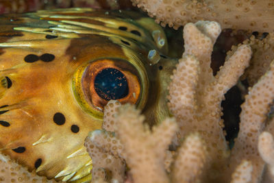 Close-up of a porcupine fish eye
