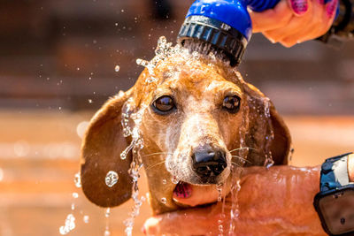 Close-up portrait of wet dog by water