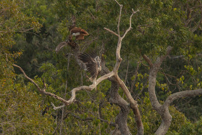 Brahminy kite and white-bellied sea eagle on tree in forest