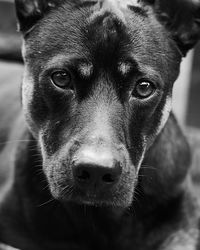 Close-up portrait of dog