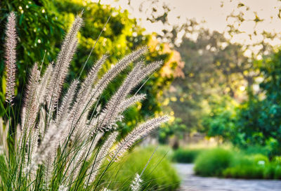 Close-up of flowering plant