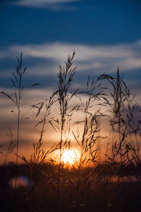 Summer field at sunset