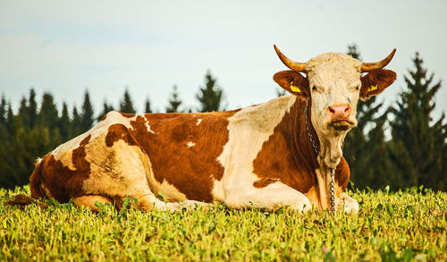 Close-up of cow on field against sky