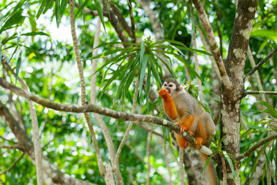 A common squirrel monkey playing in the trees.