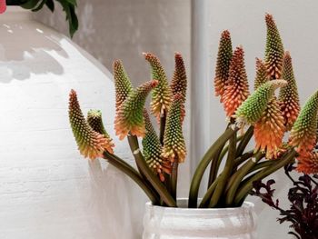 Potted plant on table