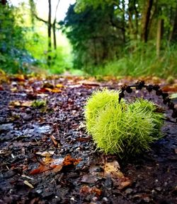 Close-up of succulent plant growing on field