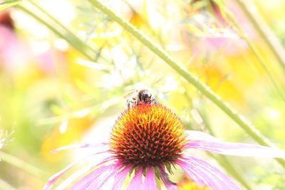 Close-up of bee pollinating on purple flower