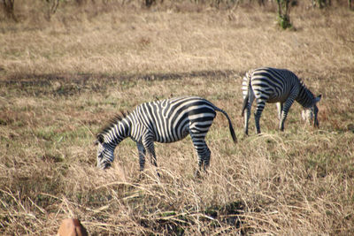 Zebras on field