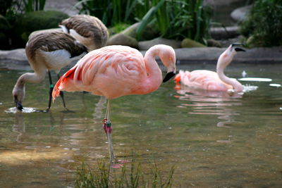 Flamingos in lake