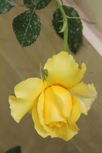 Close-up of yellow flowering plant