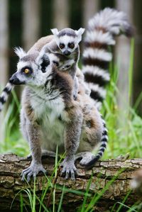 Close-up of cat against blurred background
