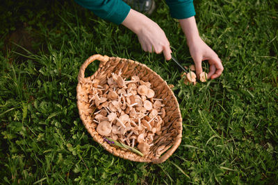 Cropped hand of woman picking mushrooms
