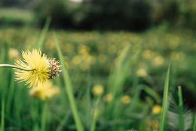 Close-up of yellow flower blooming on field