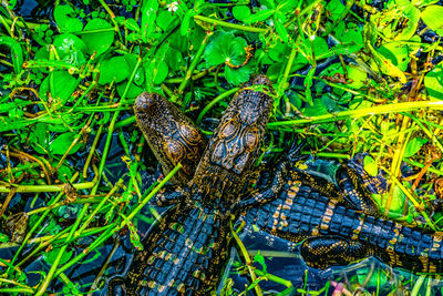 High angle view of lizard on plants