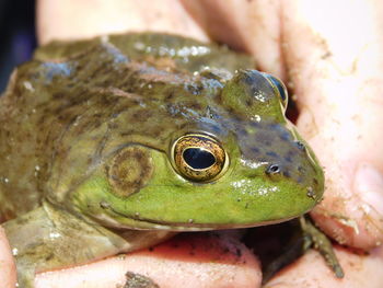 Close-up of frog on hand