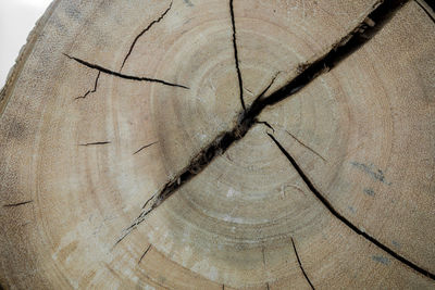Full frame shot of tree stump