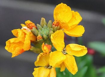 Close-up of yellow flower