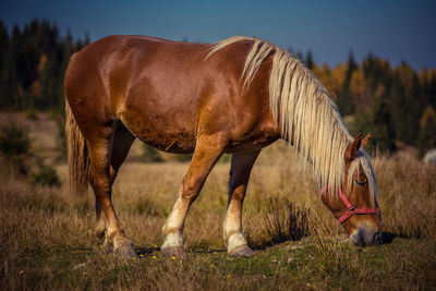 Side view of horse grazing on field