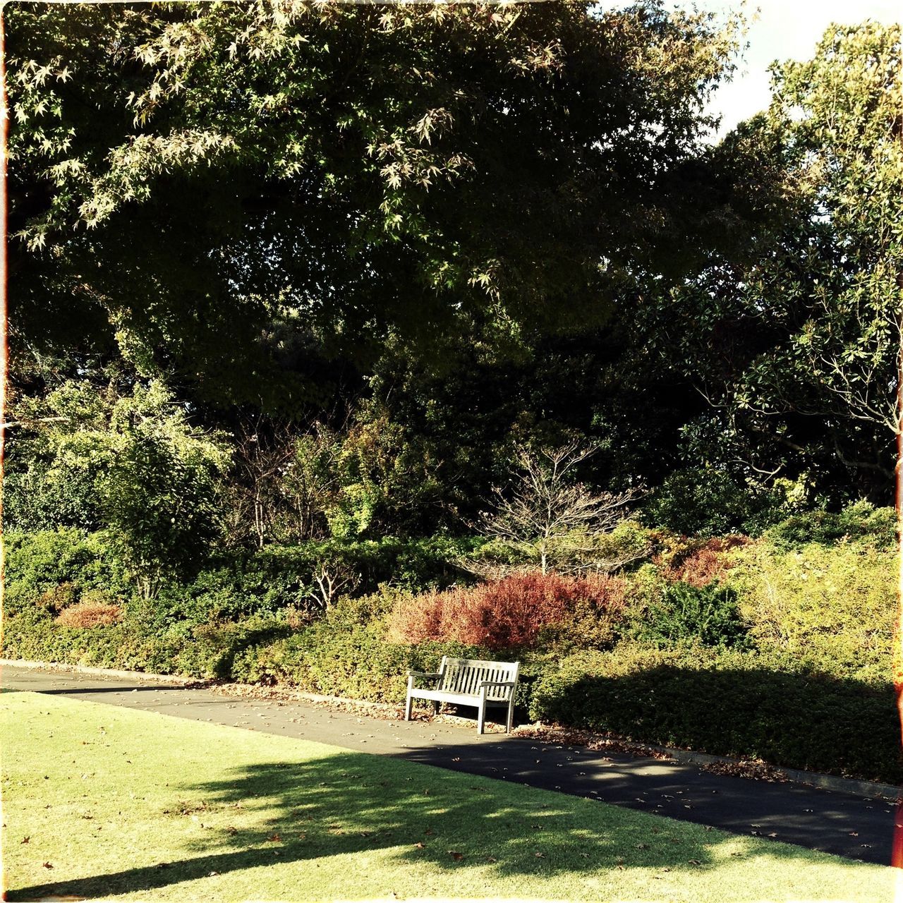 tree, growth, grass, park - man made space, sunlight, shadow, green color, bench, nature, tranquility, park, branch, day, footpath, field, plant, outdoors, empty, beauty in nature, tranquil scene