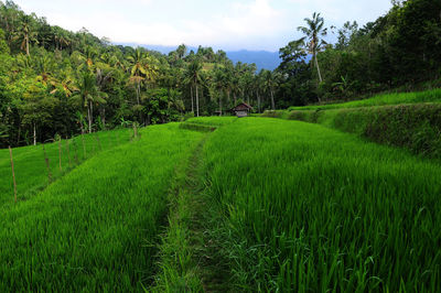 Scenic view of rice field against sky