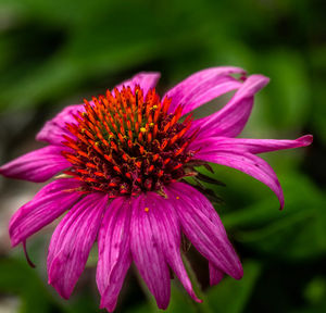 Close-up of pink flower