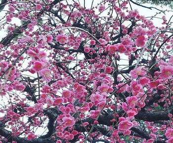 Low angle view of pink flowering tree