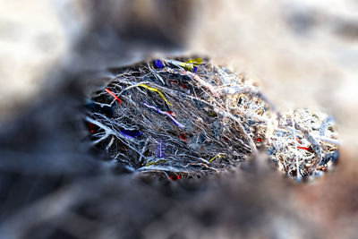 Close-up of plant against blurred background