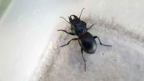 High angle view of insect on wet surface