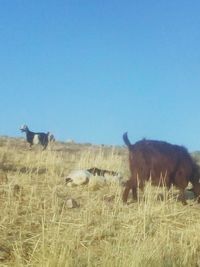 Sheep in a field