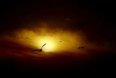 Low angle view of bird flying in sky