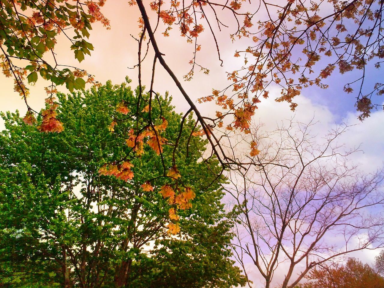 tree, low angle view, branch, growth, sky, built structure, architecture, building exterior, nature, beauty in nature, leaf, no people, orange color, outdoors, tranquility, day, autumn, sunlight, sunset, scenics