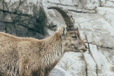 Close-up of female ibex