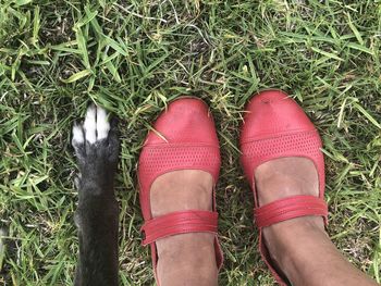 Low section of woman wearing shoes by dog leg on grass
