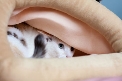 Close-up of cat in pet bed