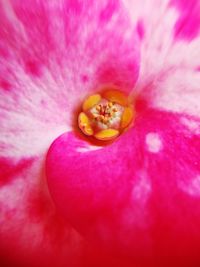 Close-up of pink flower